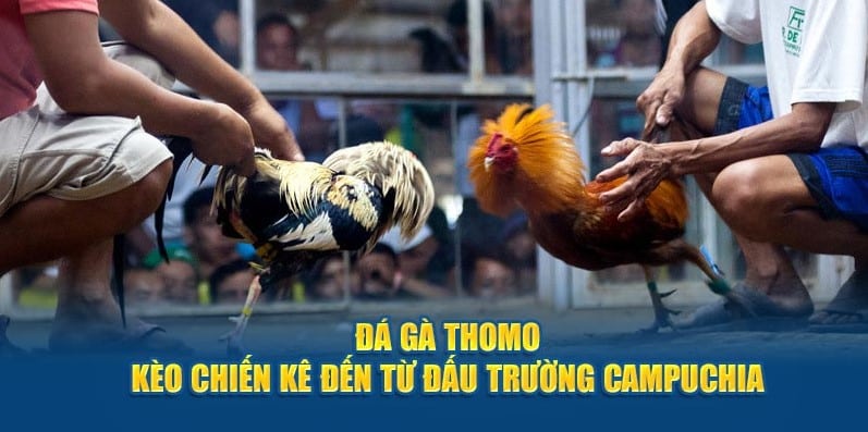 Trận đấu đá gà Thomo – Sôi động từng giây phút